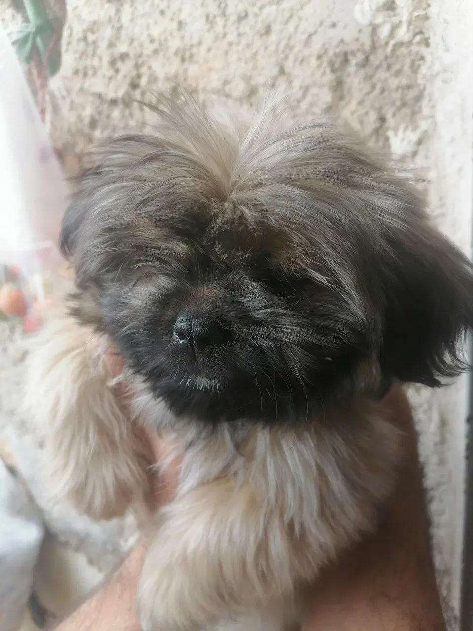 شیتزو کراس فروشی قیمت پیشنهادی|سگ|شیراز, سعدیه شمالی|دیوار