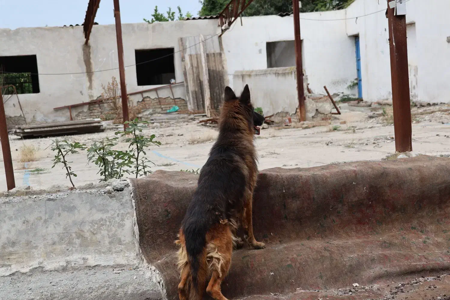 واگذاری سگ ژرمن|سگ|گرگان, |دیوار