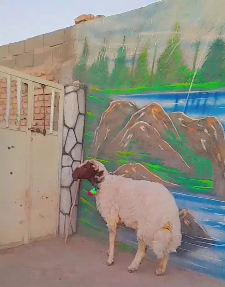 بره شیشک قوچ سنجابی اصل|حیوانات مزرعه|کاشمر, |دیوار