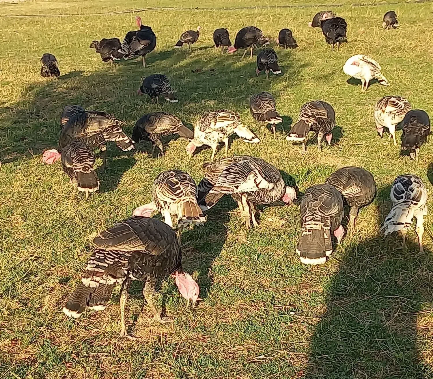 فروش 30عدد بوقلمون محلی|حیوانات مزرعه|پلدشت, |دیوار