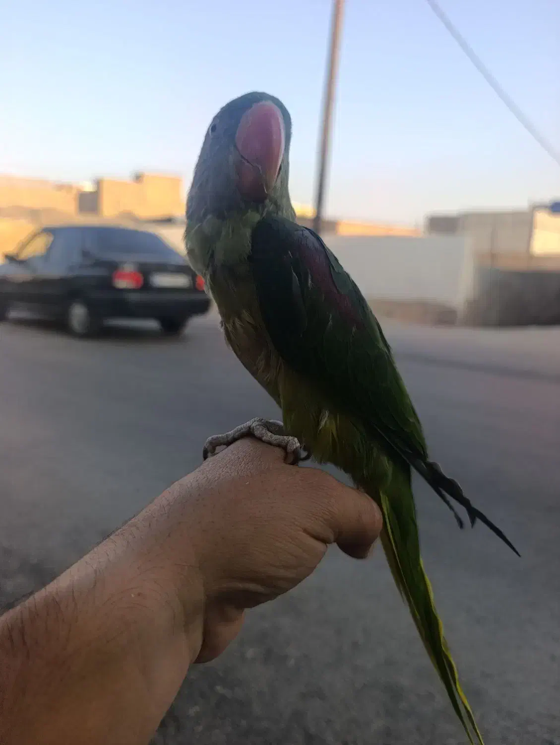 شاه طوطی|پرنده|ساوه, |دیوار