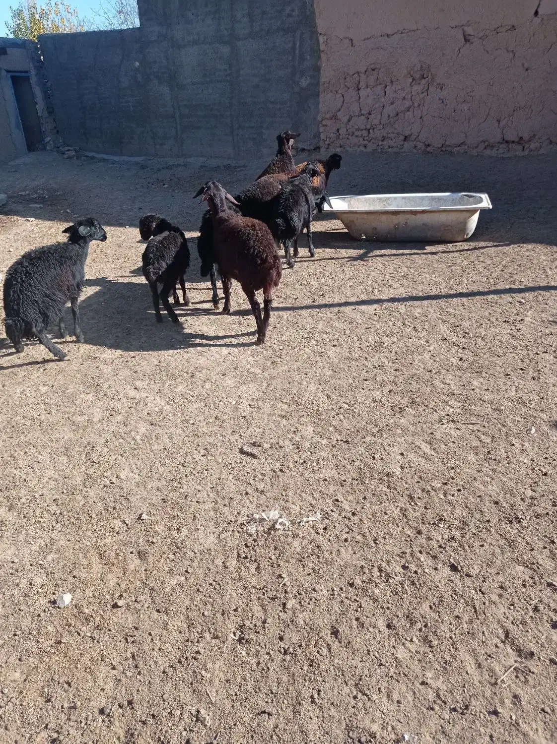 بره نر قره قزل و قزل افشار داشتی|حیوانات مزرعه|قیدار, |دیوار