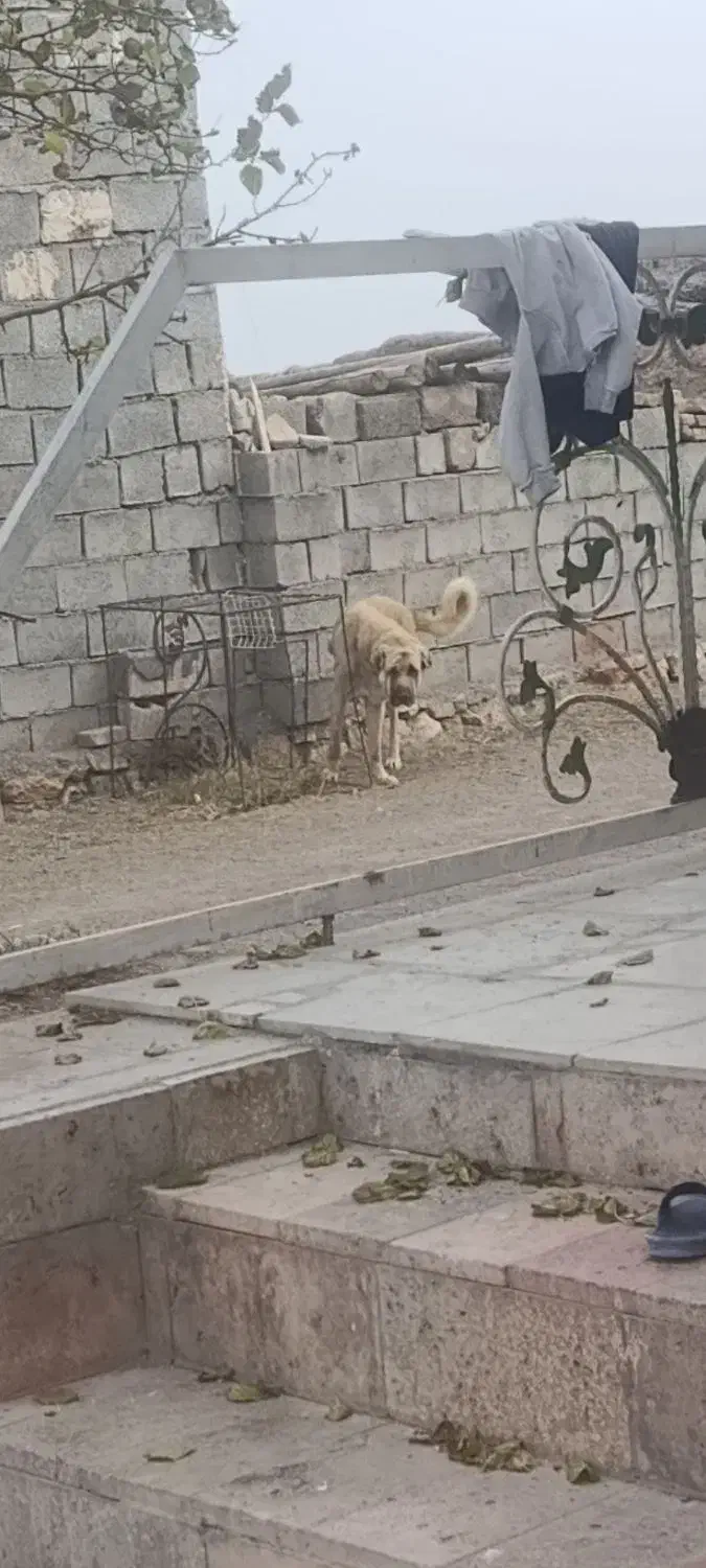 واگذاری پژدر تضمینی|سگ|حاجیلار, |دیوار