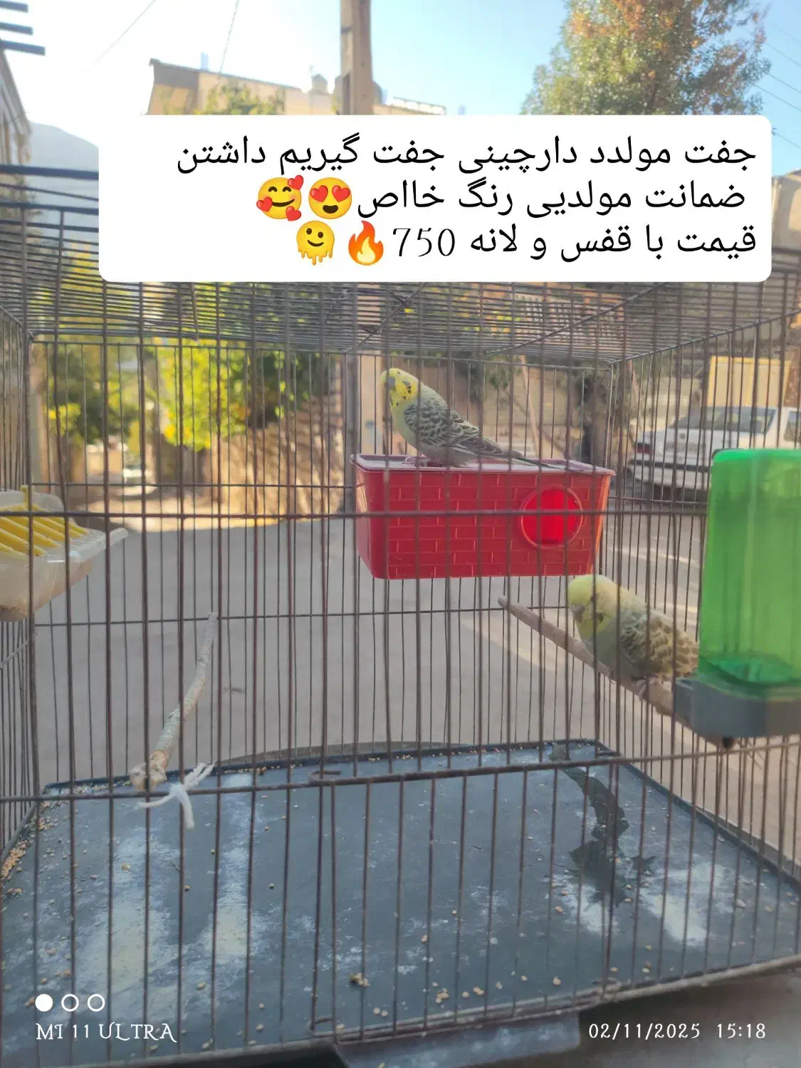 مرغ عشق مولد با جوجه  انواع رنگ ها و نژادها|پرنده|پاوه, |دیوار