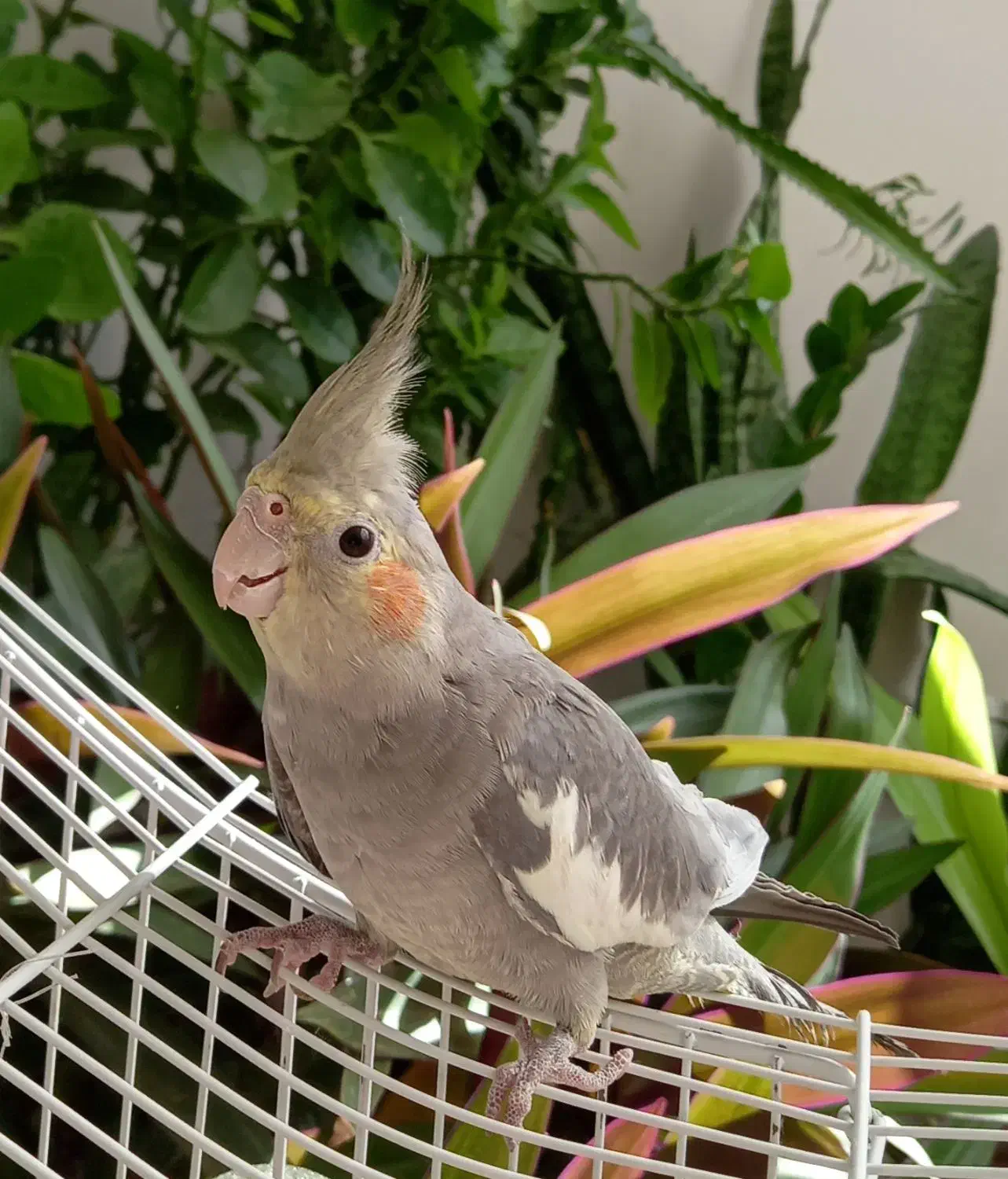 عروس هلندی|پرنده|مبارکه, |دیوار