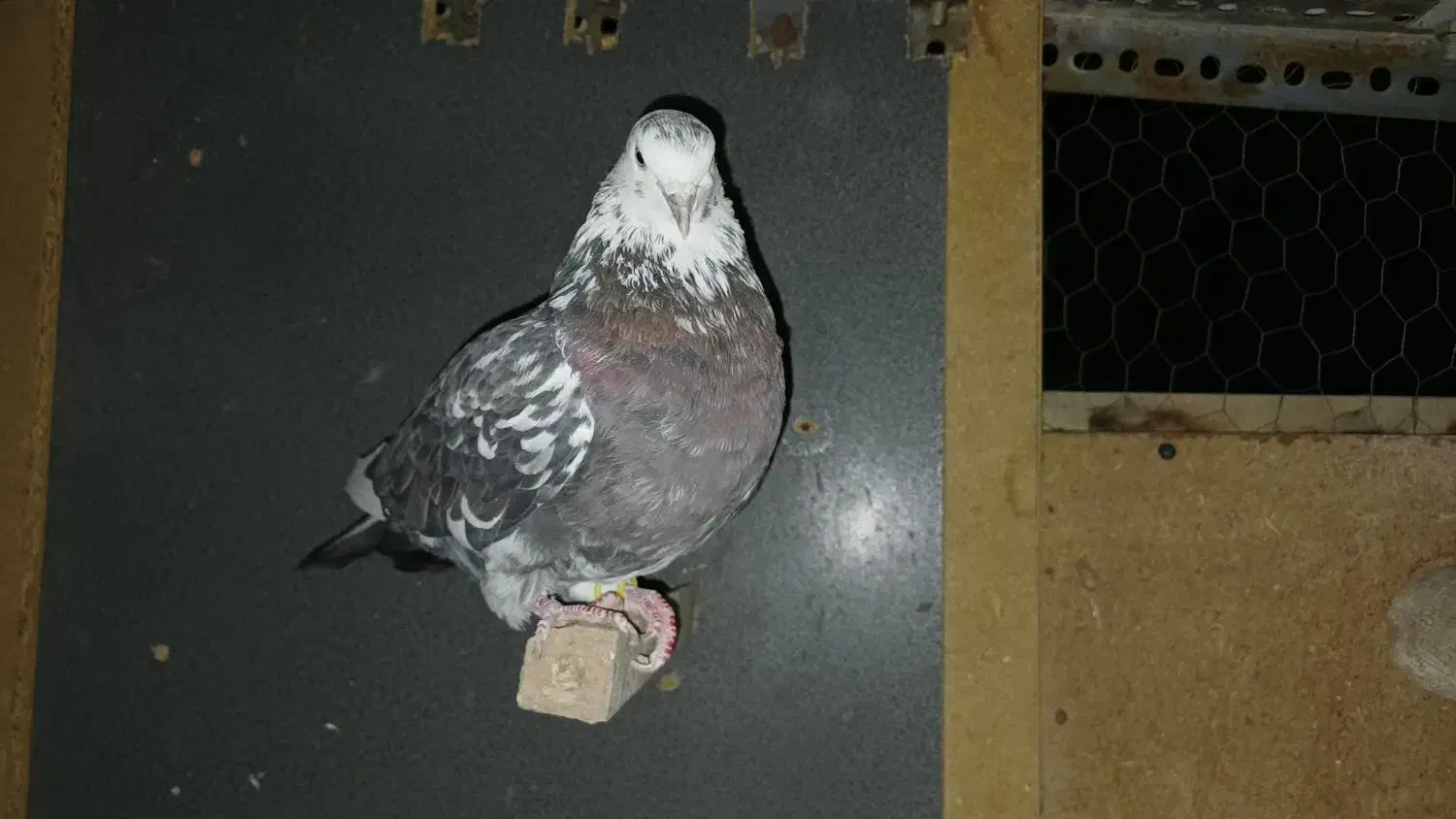 کفتر‌غریب|پرنده|مشکین‌دشت, |دیوار