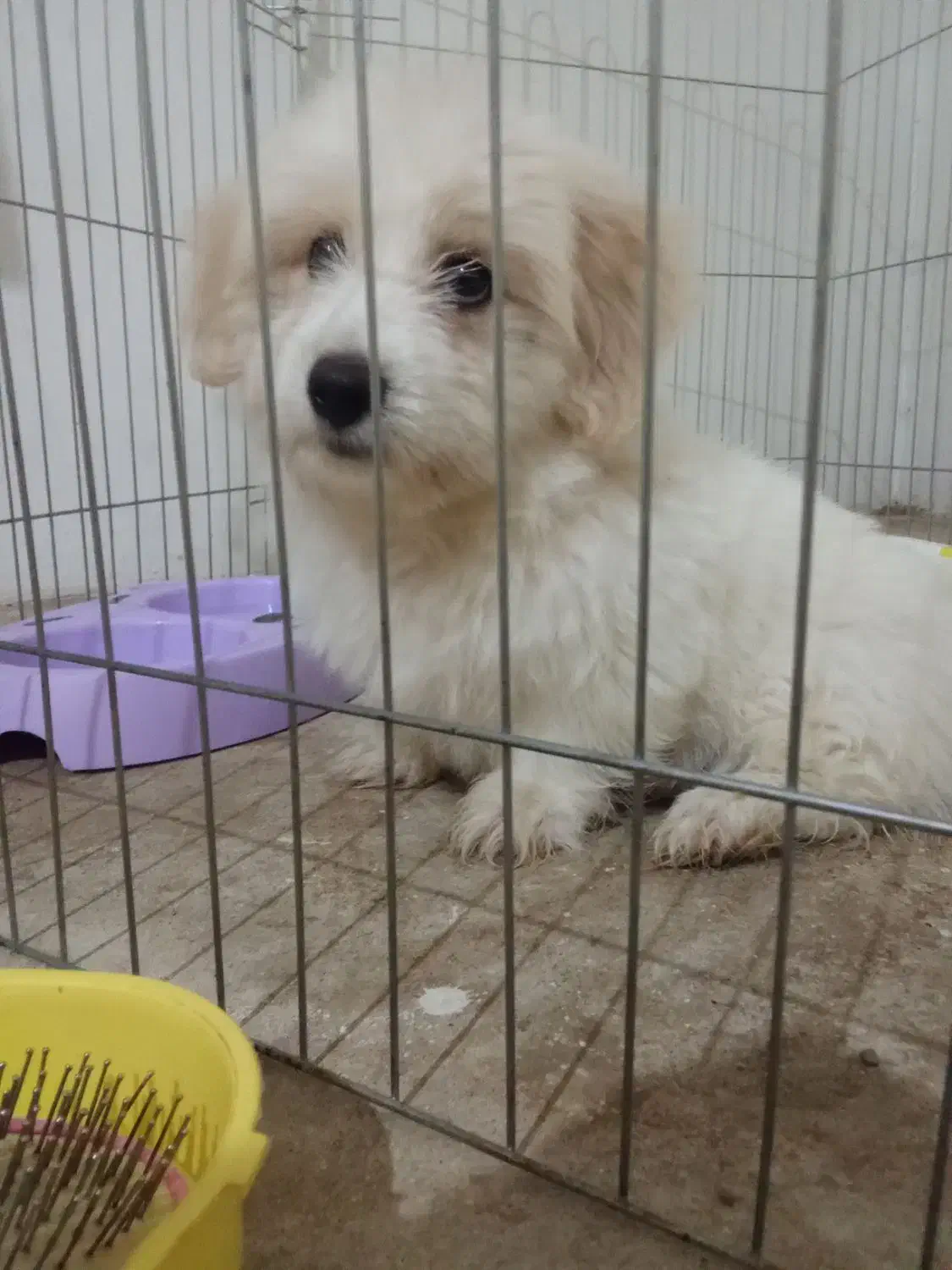 سگ نژاد دار پاکوتاه همه ی واکسن هاش خورده شده|سگ|تاکستان, |دیوار