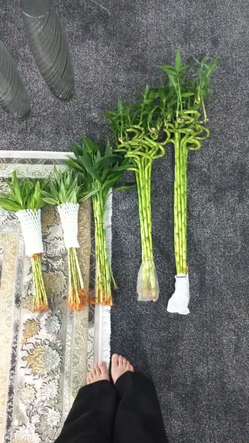 انواع بامبو پاچیرا گیاه پول و بنسای جنسینگ|گل و گیاه طبیعی|آبادان, |دیوار