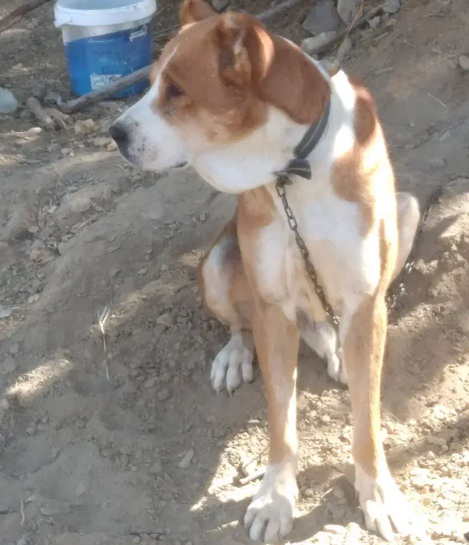 سگ گمشده|حیوانات|طرقبه, |دیوار