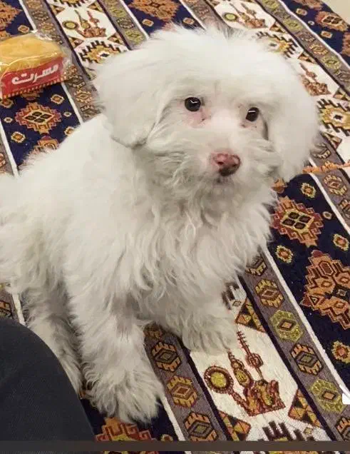 سگ شیتزو مالتیز|سگ|شیراز, قصرالدشت|دیوار