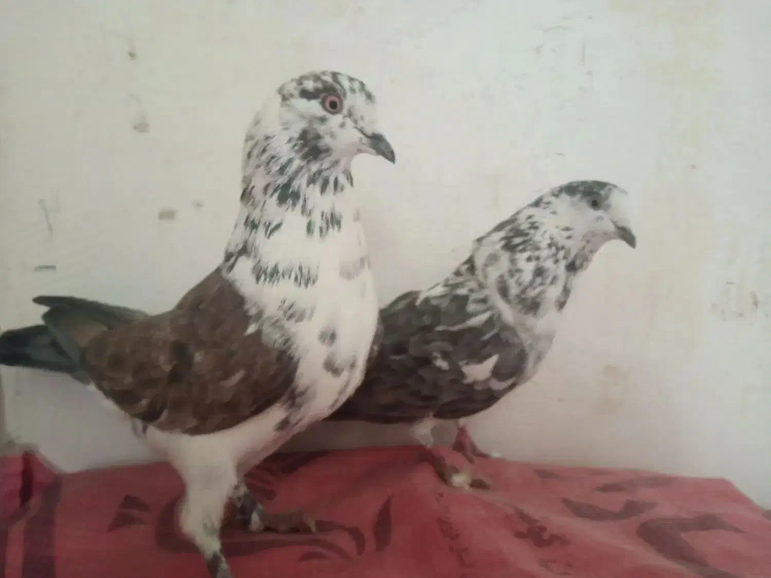 کبوترپرشی|پرنده|قم, ولیعصر|دیوار