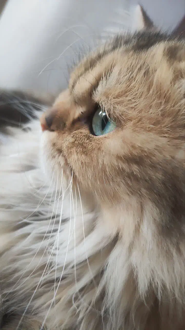 واگزاری ف ر و ش گربه بیریتیش بلک گلد نر با وسایلاس|گربه|قم, آزادگان|دیوار