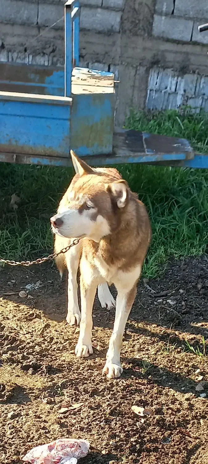 سگ هاسکی|سگ|فومن, |دیوار