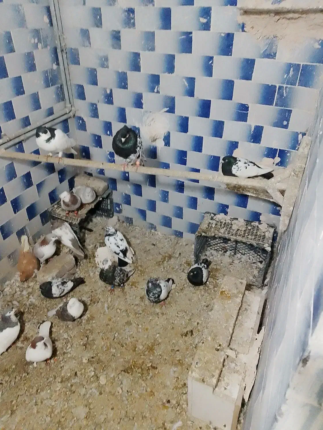 20عدد کفتر جفتگاه پرشی نر ماده فروشی|پرنده|زبرخان, |دیوار