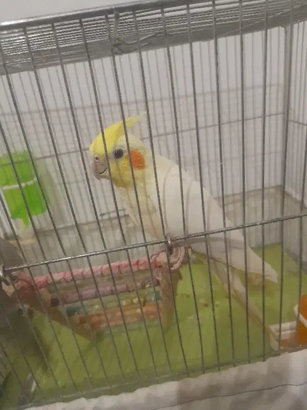 عروس هلندی|پرنده|مشهد, کوی سیدی|دیوار