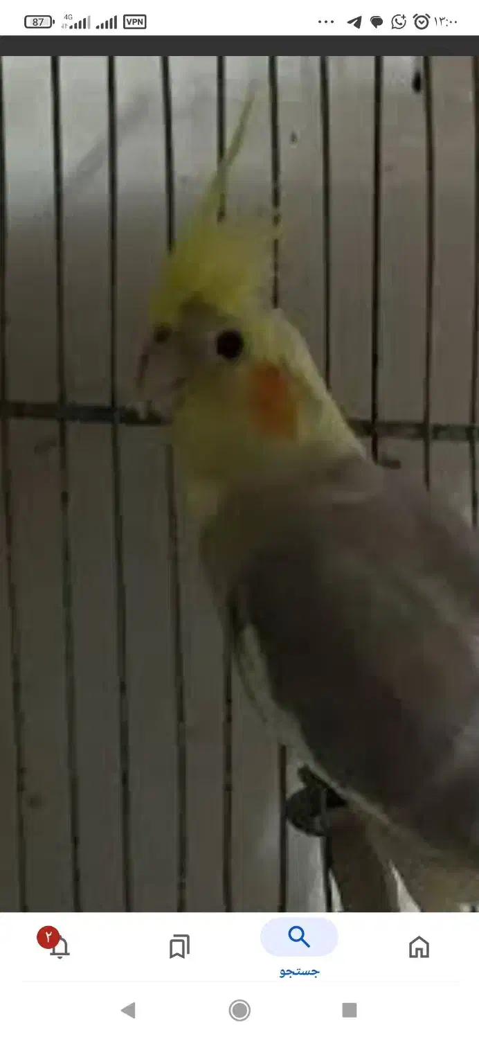 یک طوطی گم شده به رنگ طوسی|پرنده|برازجان, |دیوار