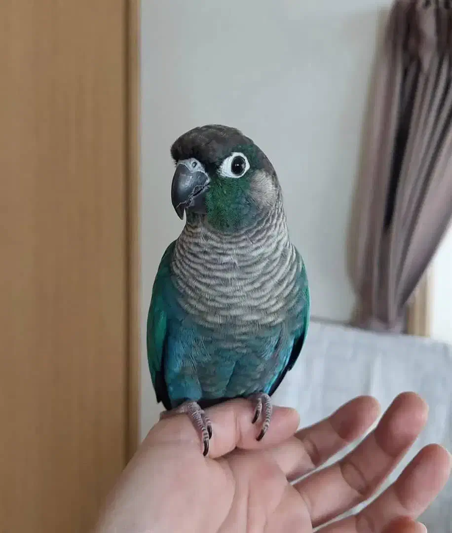 یک جفت تراکوییس نرمال در حد|پرنده|بندرعباس, |دیوار