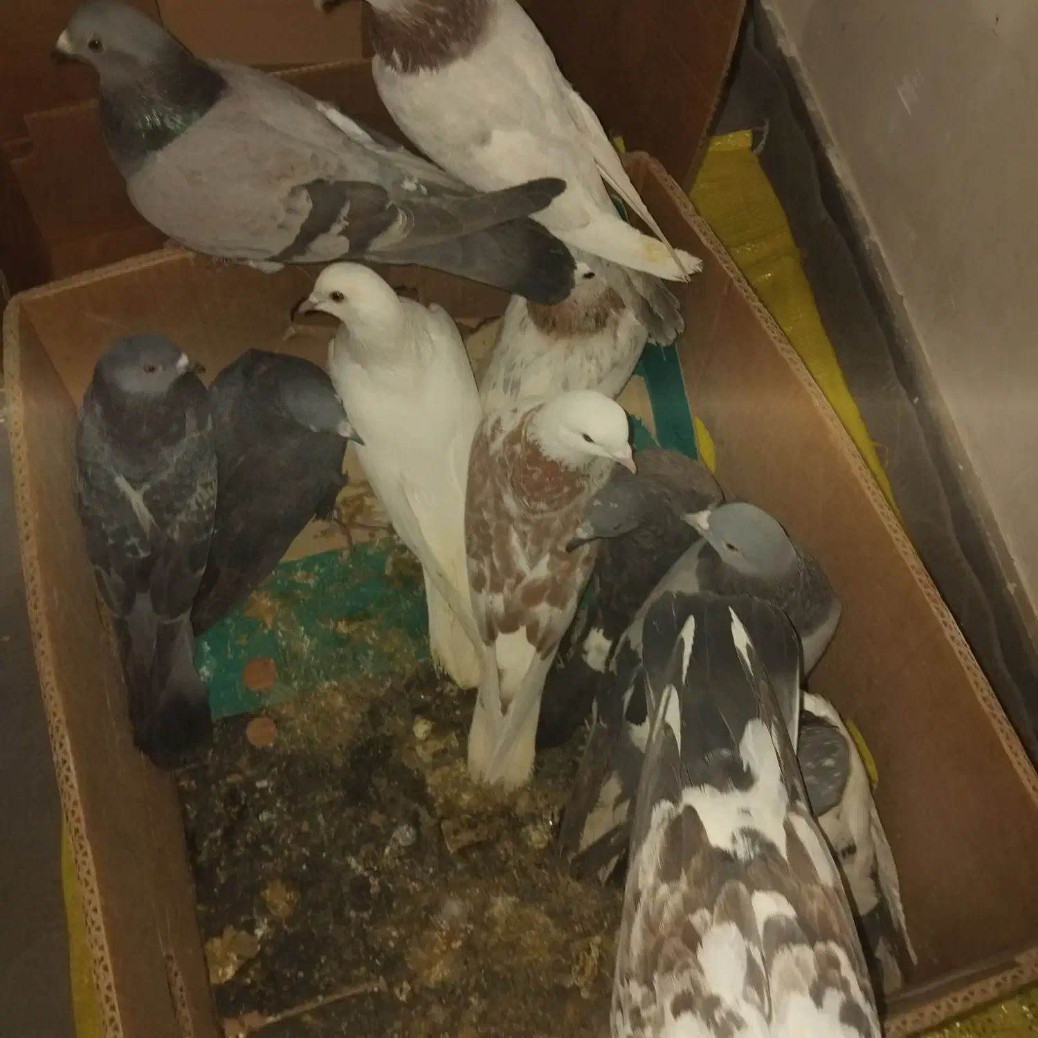 ۱۱ کبوتر|پرنده|مشگین شهر, |دیوار