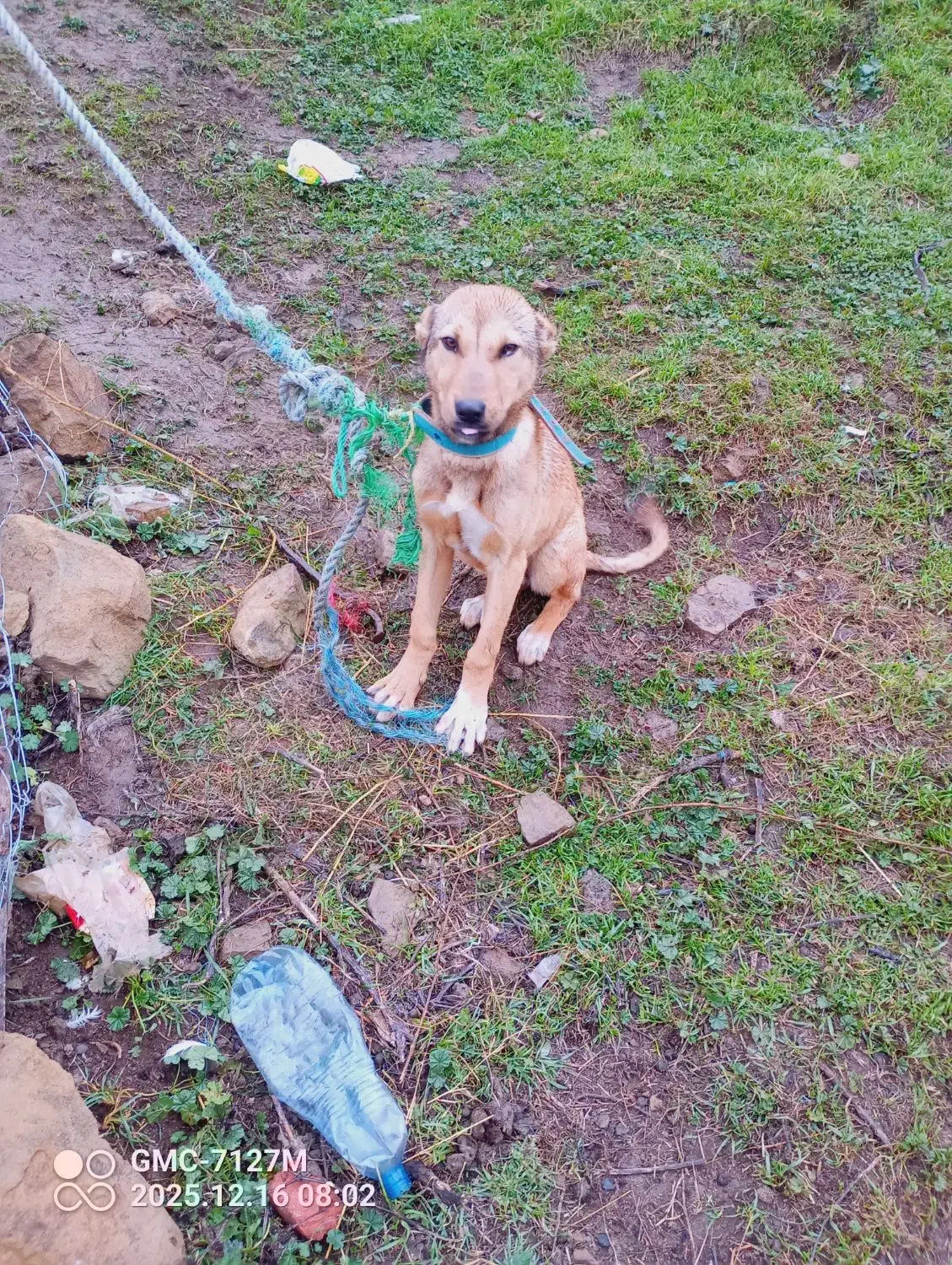 سگ سرابی|سگ|قشلاق دشت, |دیوار