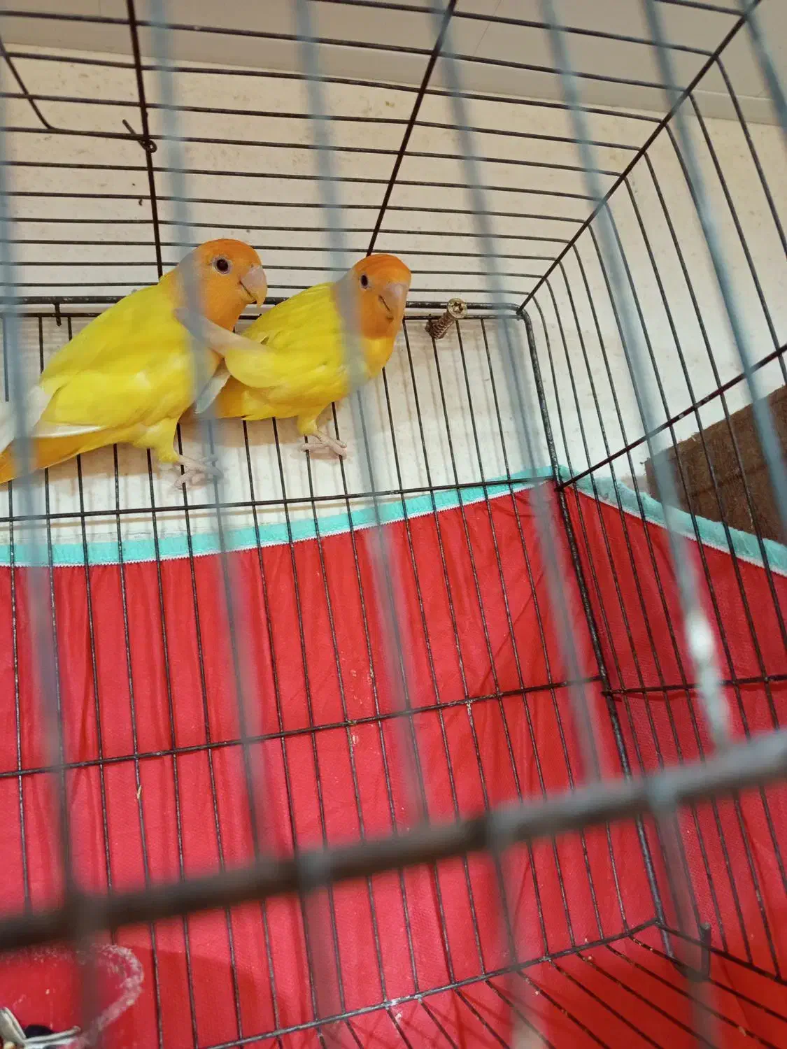 صورت هلویی برزیلی|پرنده|چغادک, |دیوار