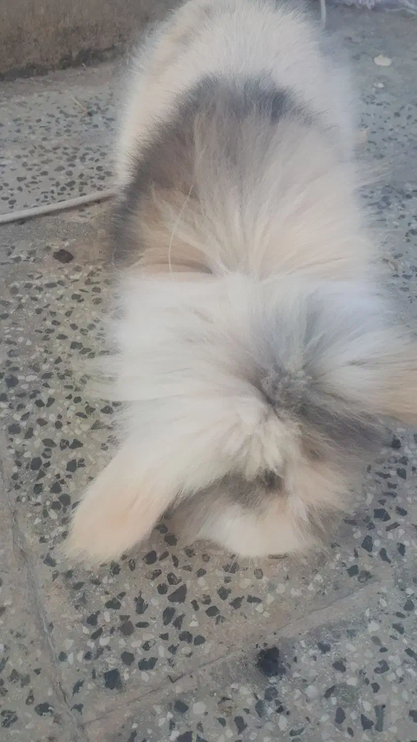 فروش خرگوش بسیار زیبا و بازیگوش|موش و خرگوش|بندر گز, |دیوار