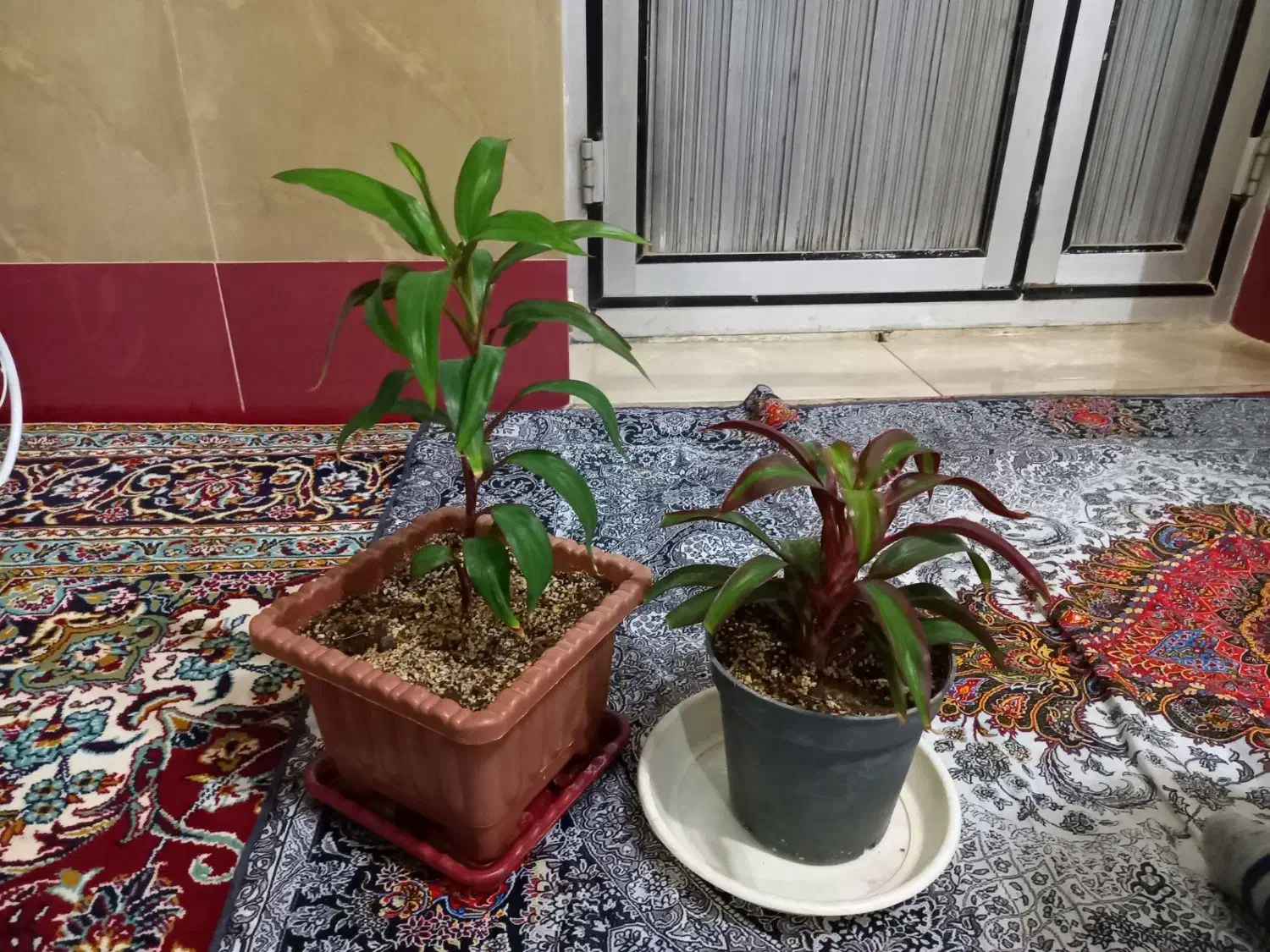 گل های زیبا|گل و گیاه طبیعی|بناب, |دیوار