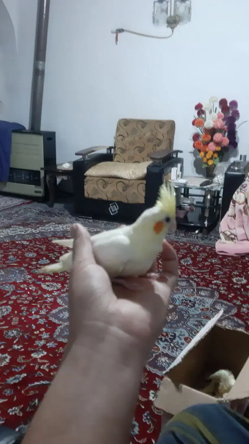 عروس هلندی لوتینو|پرنده|لیسار, |دیوار