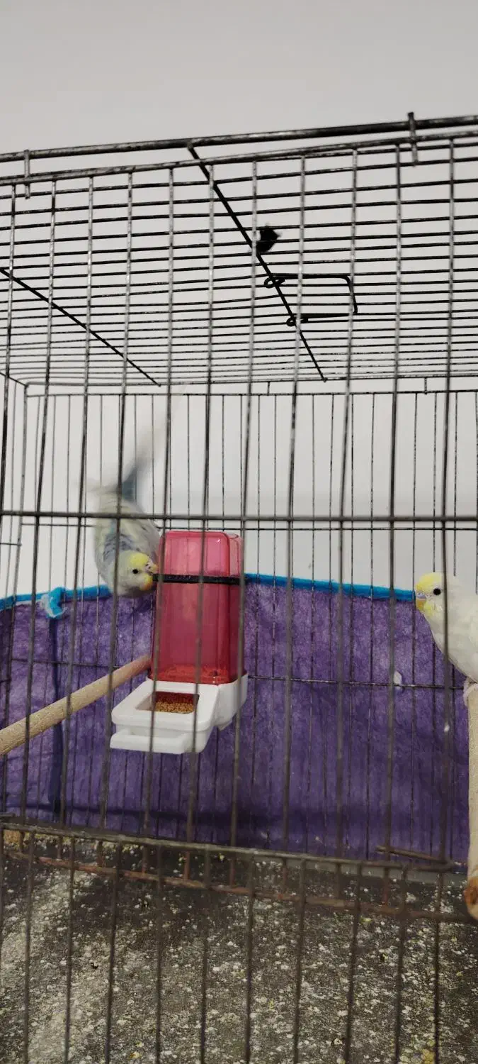 مرغ عشق جوان|پرنده|شادگان, |دیوار