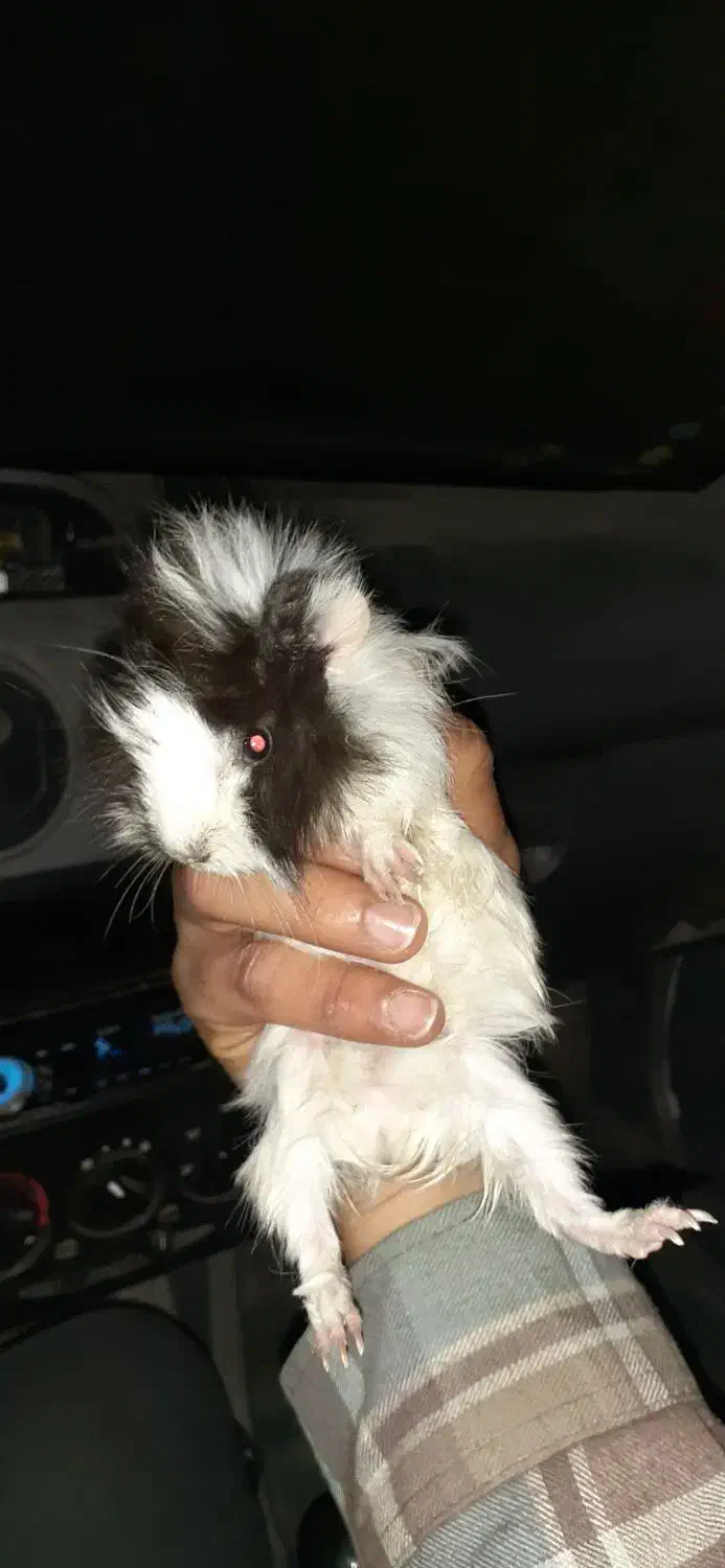 خوکچه|موش و خرگوش|کاشان, فاز ۲ ناجی آباد|دیوار