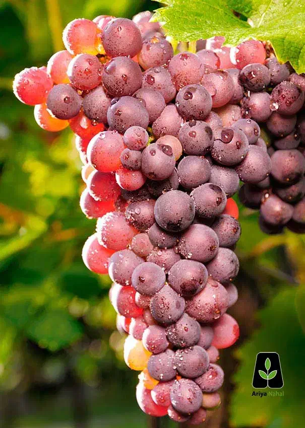 نهالستان پالیز دارای ارقام متنوع نهال های پربار|خدمات باغبانی و درختکاری|بومهن, |دیوار
