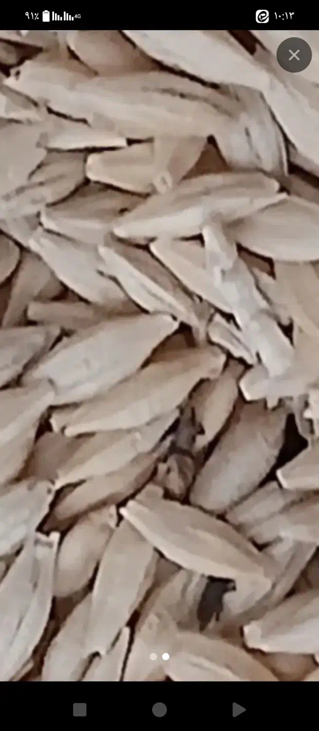 جو بهاره|عمده‌فروشی|سجاس رود, |دیوار