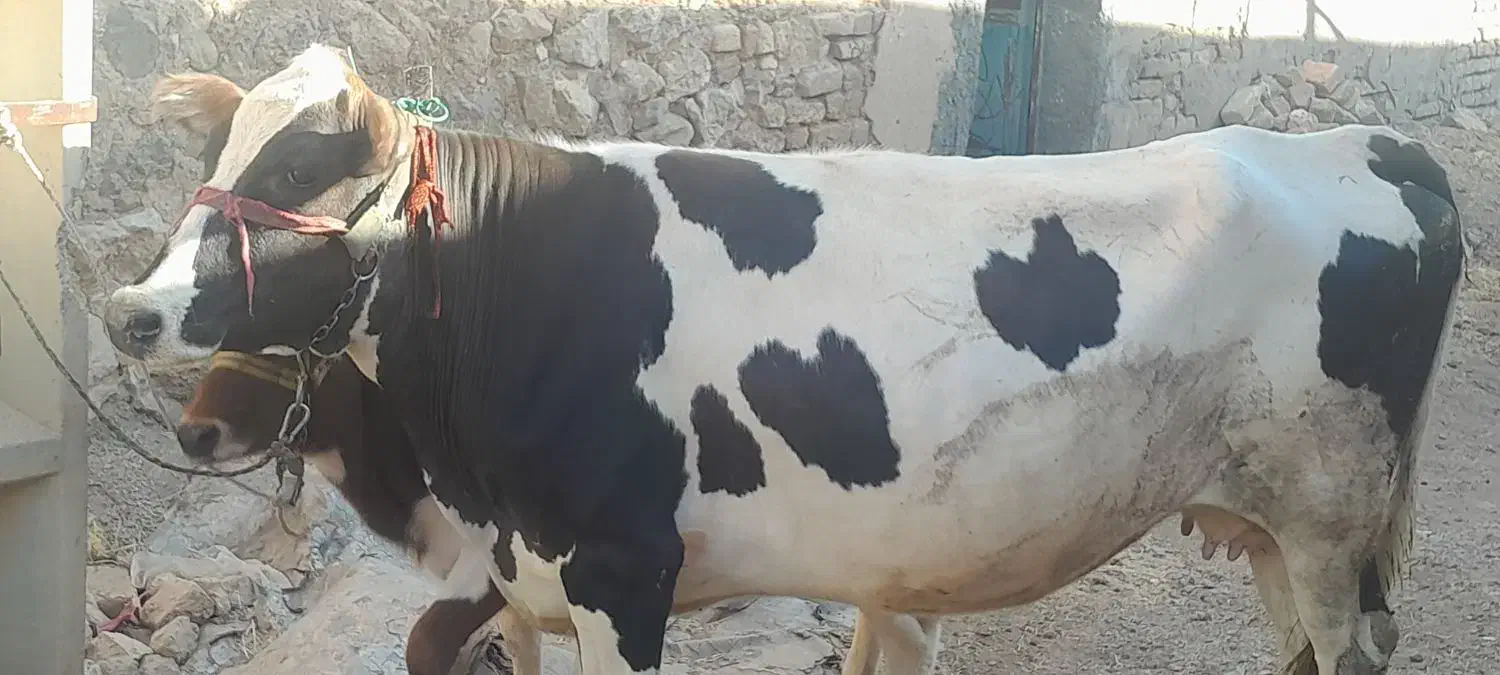 گاو گوساله ماده برای داشت  اول شکم|حیوانات مزرعه|کرمانشاه, |دیوار