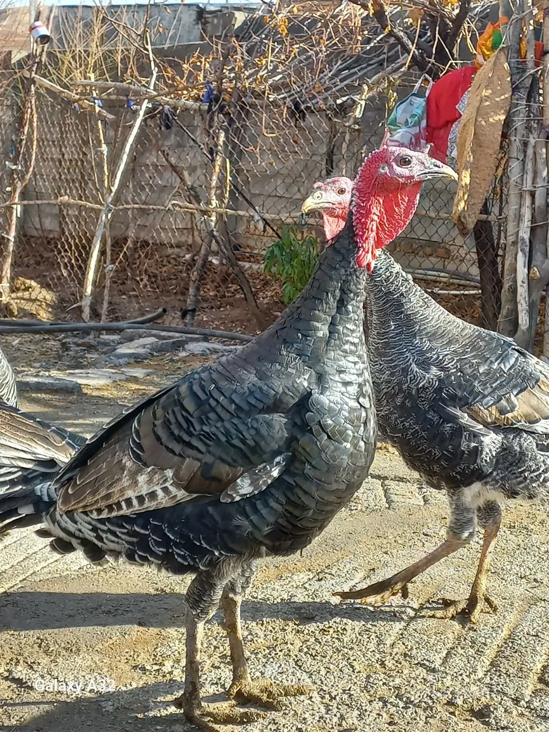 بوقلمون کردی اصیل|حیوانات مزرعه|هرسین, |دیوار