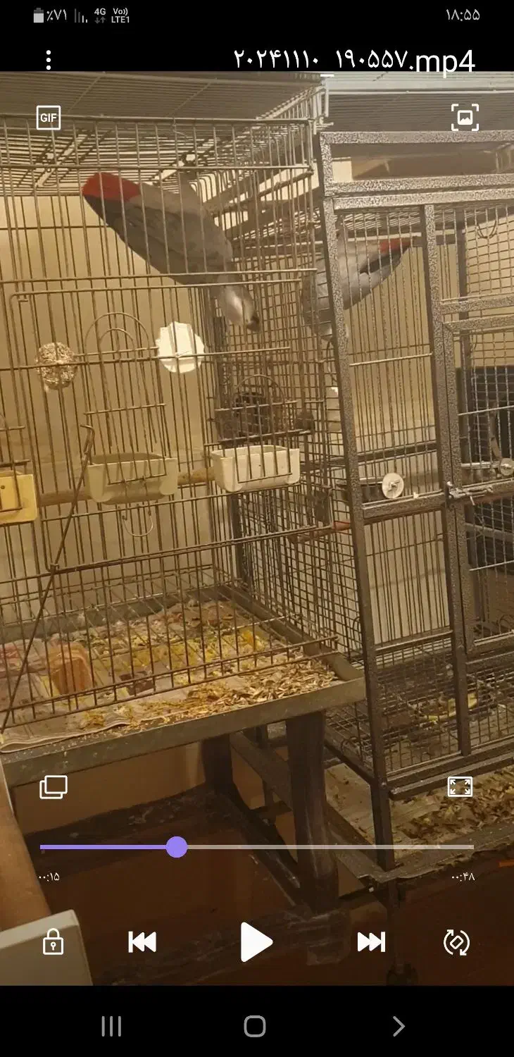 قفس بزرگ پرندگان|لوازم جانبی حیوانات|ساری, |دیوار