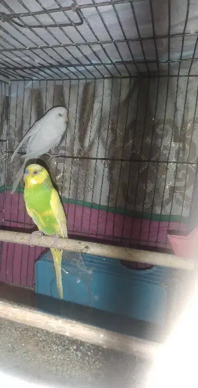 ۲ تا مرغ عشق نروماده|پرنده|محمدشهر, محمدشهر|دیوار