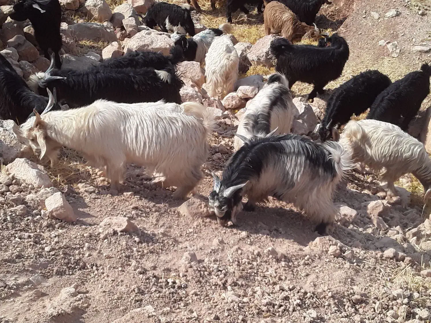 تعداد۴۳بزغاله فروش|حیوانات مزرعه|آبدانان, |دیوار