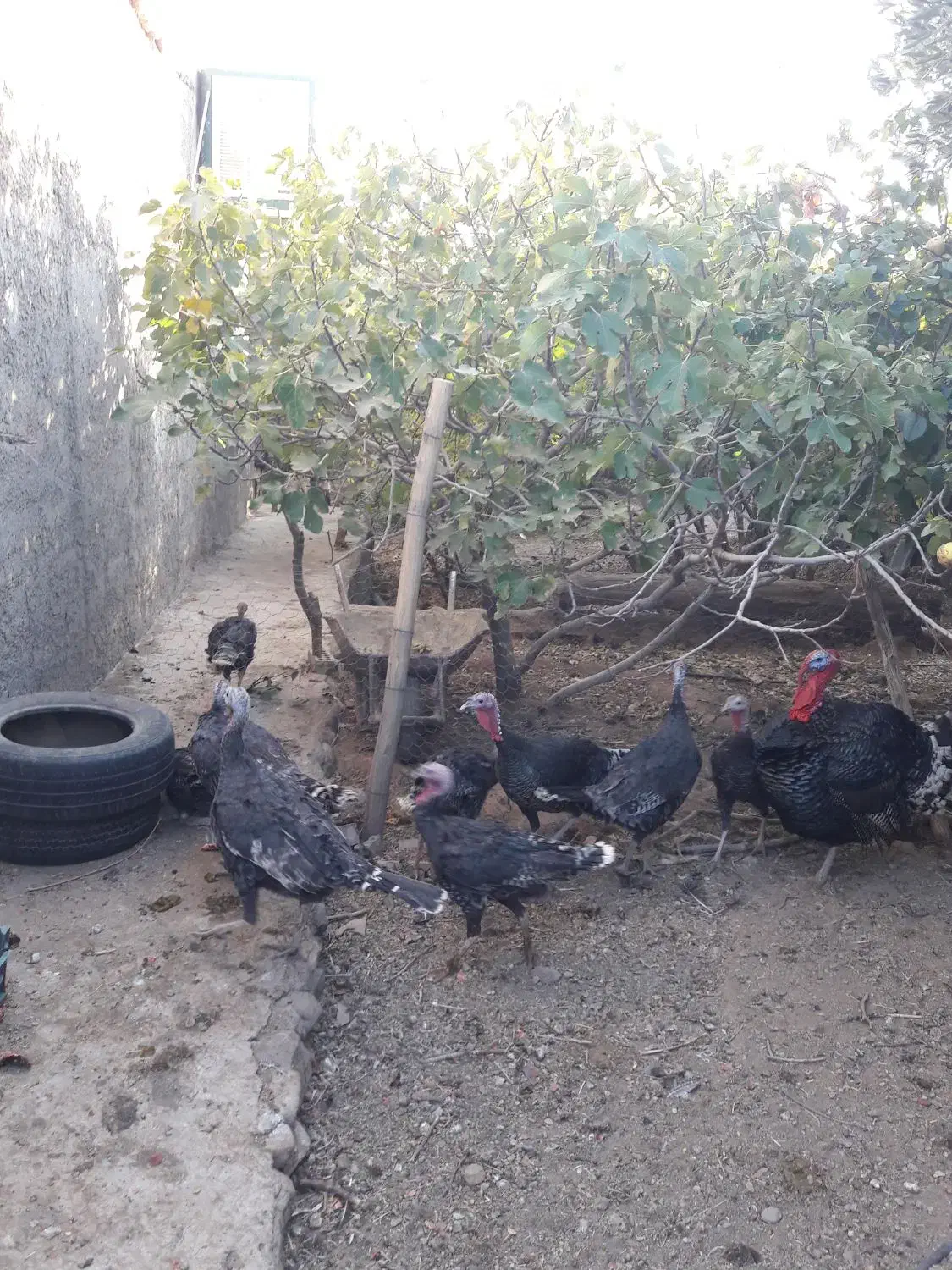 فروش بوقلمون برنز تخم گذار|حیوانات مزرعه|زرند, |دیوار