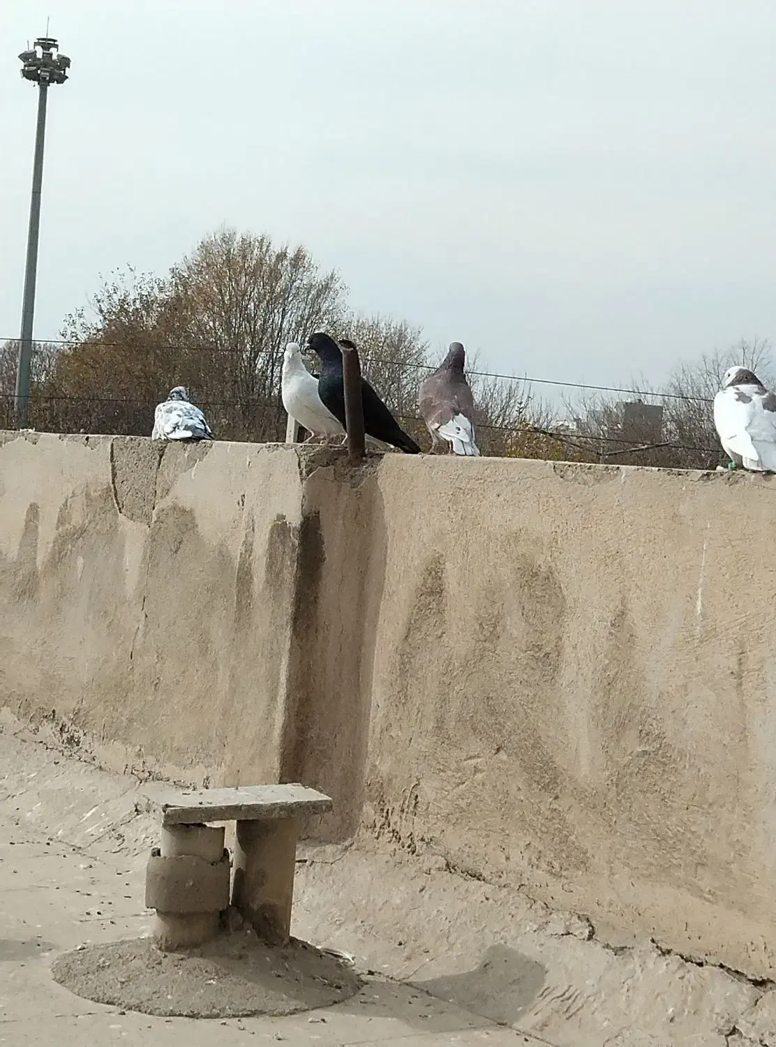 کبوتر|پرنده|اسلام‌شهر, شهرک مفیدی|دیوار