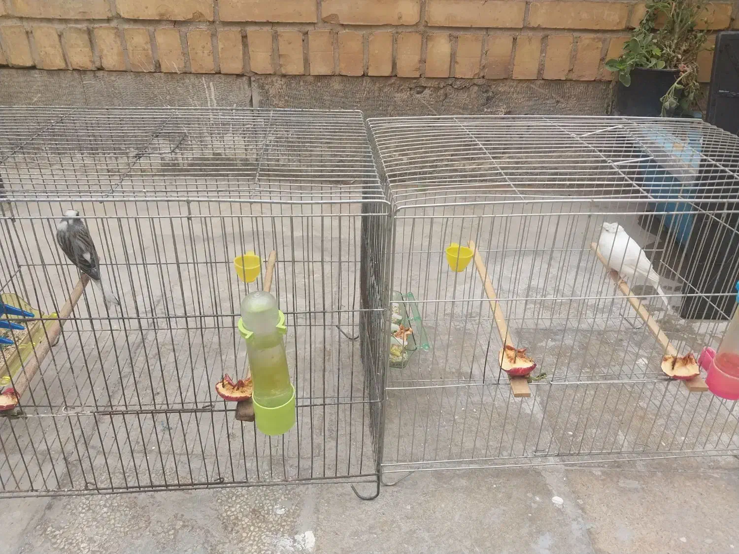 قناری دوعدد نر|پرنده|شیراز, طلاب|دیوار