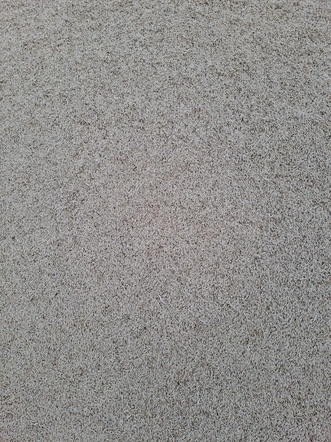 جو دیم آبیدر|خوردنی و آشامیدنی|شیرینسو, |دیوار