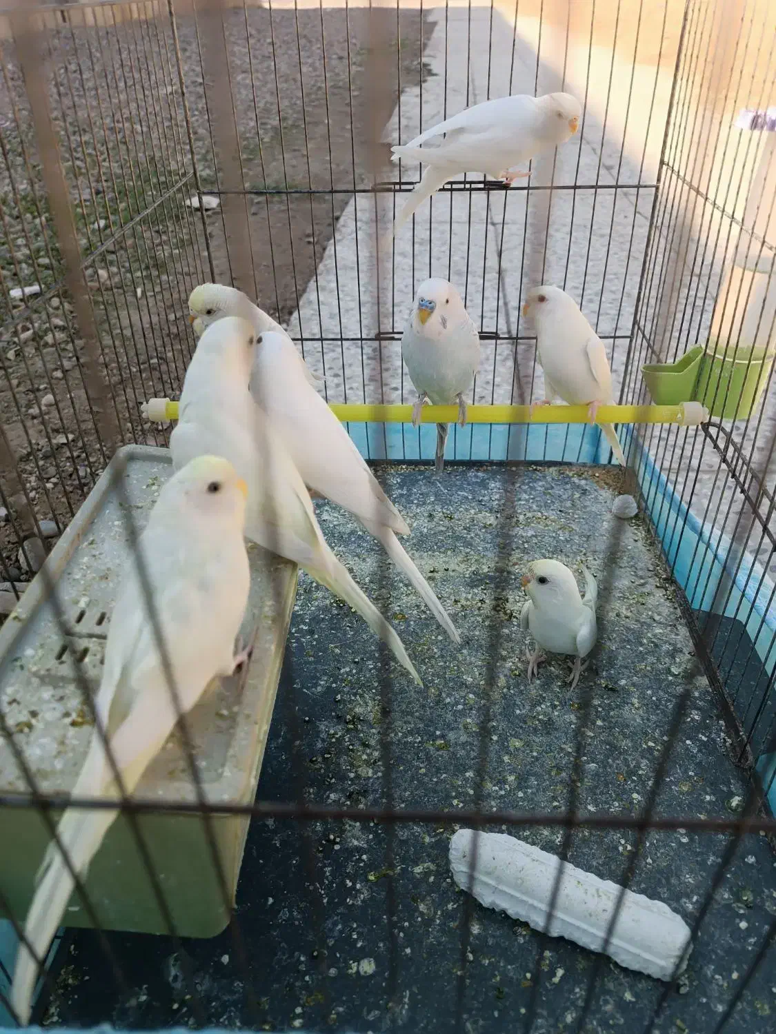 مرغ عشق|پرنده|کرخه, |دیوار