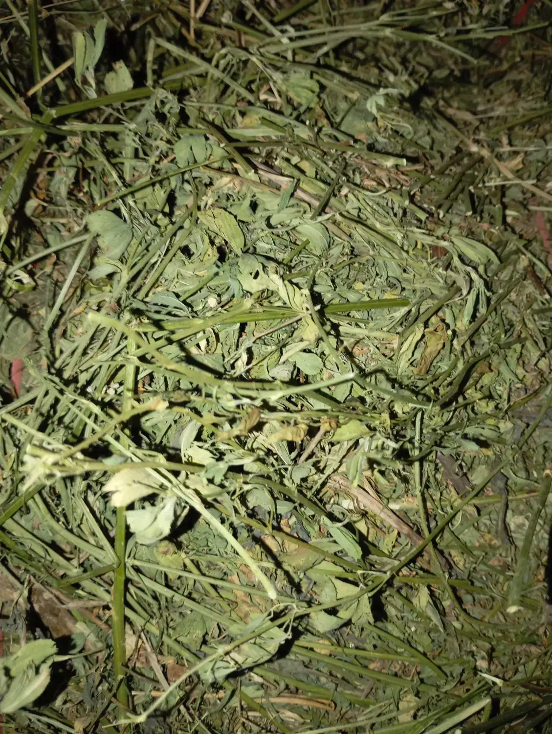 خریدار یونجه و علف هستم|خدمات باغبانی و درختکاری|اشنویه, |دیوار