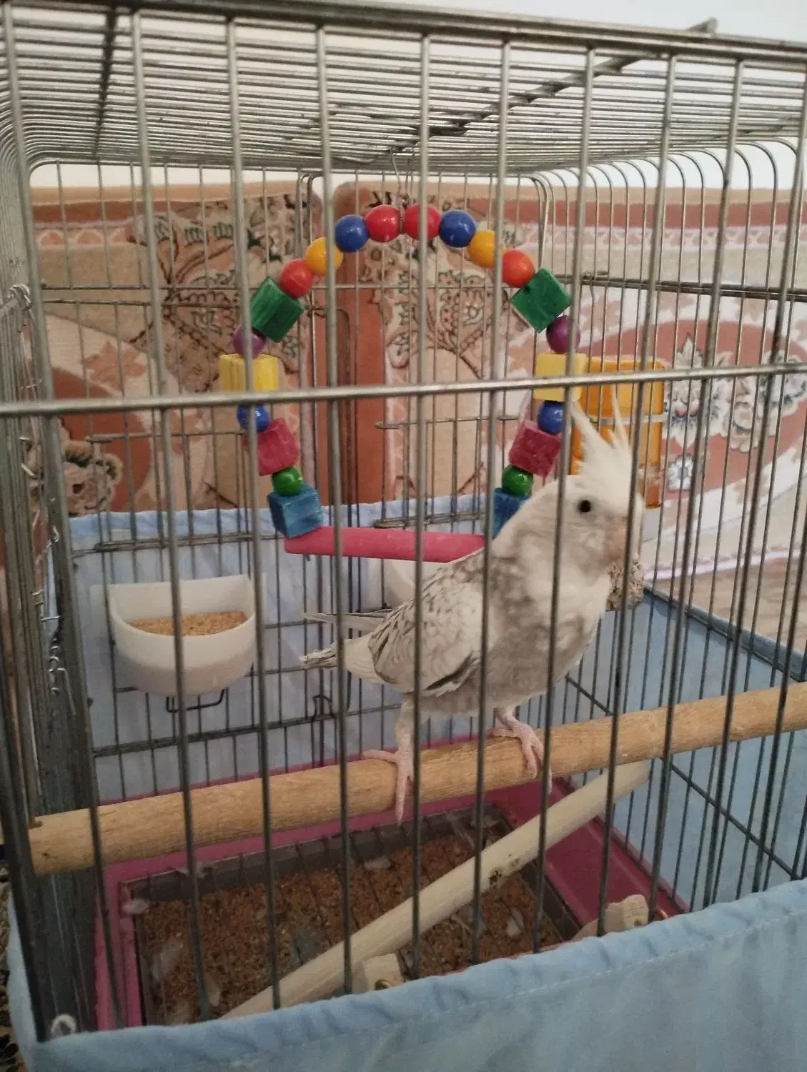 هلندی سالم وجوون|پرنده|پیشوا, |دیوار