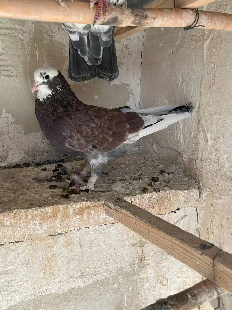 کفتر|پرنده|فردیس, سپید دشت|دیوار