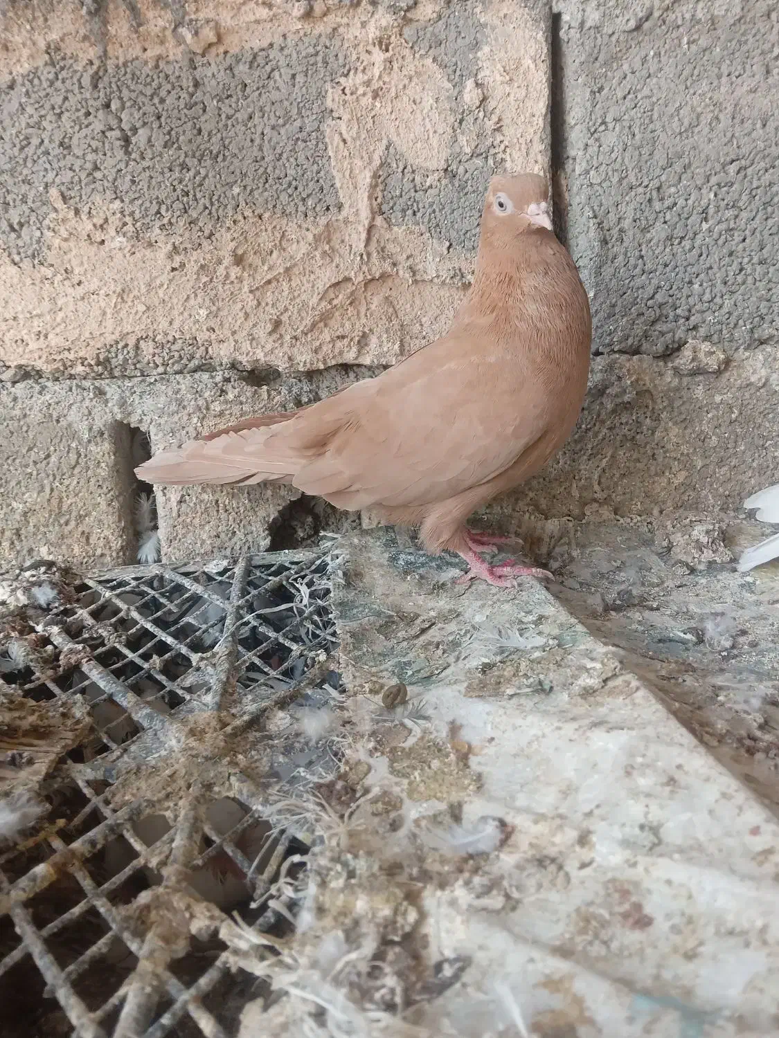 کبوتر گره درجای|پرنده|میناب, |دیوار