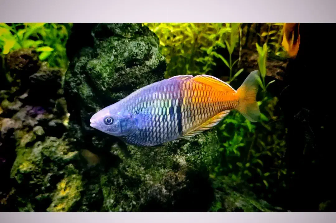 ماهی ردلاین و رمبو|ماهی|سبزوار, پاسداران|دیوار