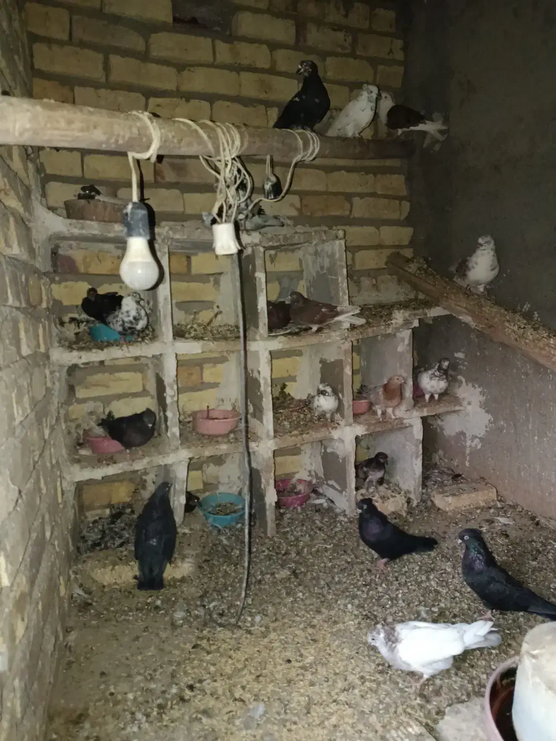 کفتر پروندنی ۲۵۰|پرنده|آران و بیدگل, |دیوار