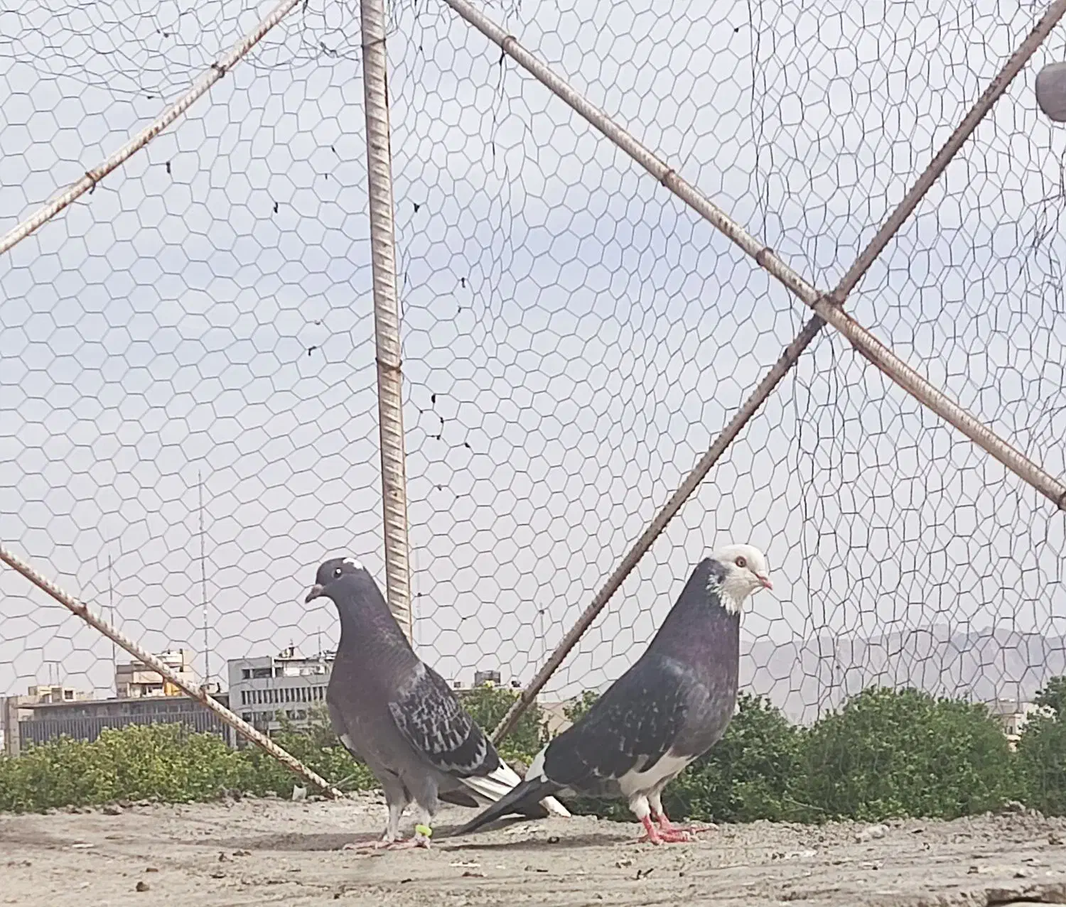 کبوتر نر عطیقه|حیوانات|تهران, پارک شهر|دیوار