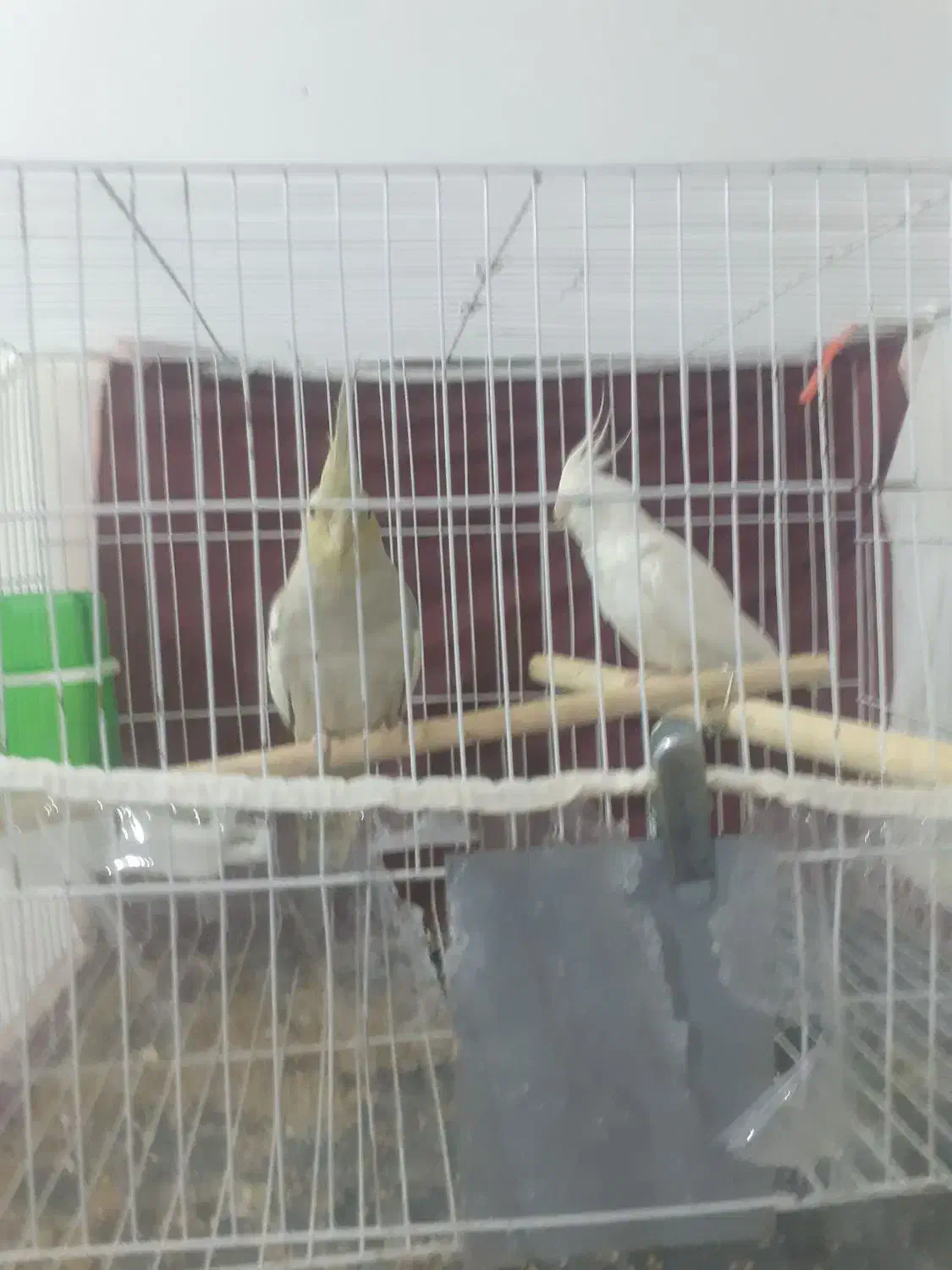 عروس هلندی|پرنده|چناران, |دیوار