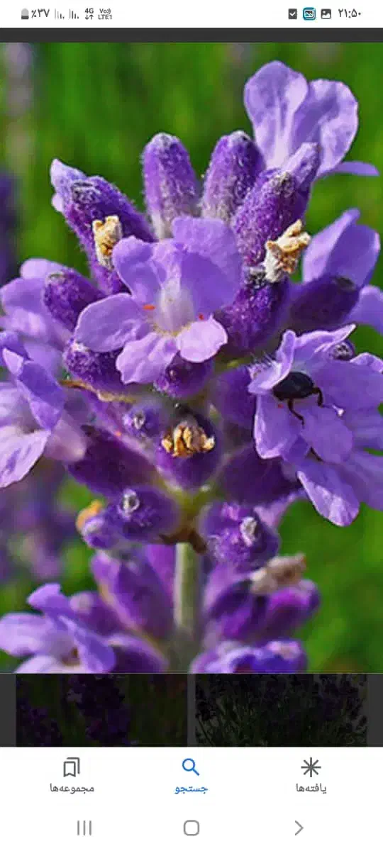 خدمات باغبانی سم پاشی سرتاسر تهران|خدمات باغبانی و درختکاری|تهران, گلستان (شهرک راه آهن)|دیوار